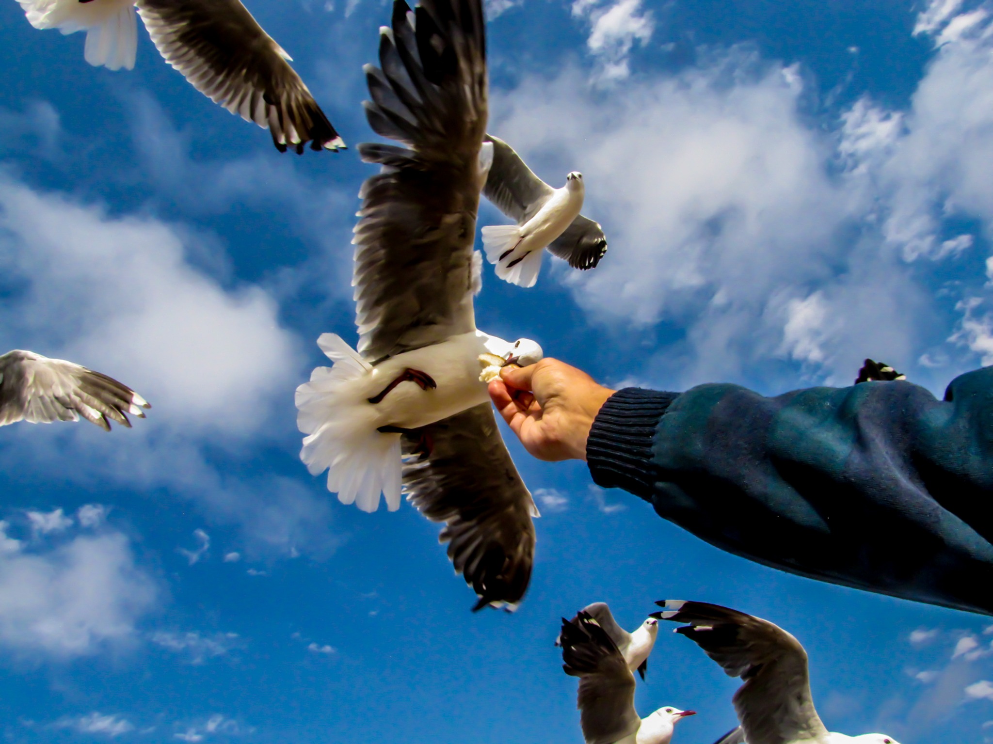 Feeding a seagull