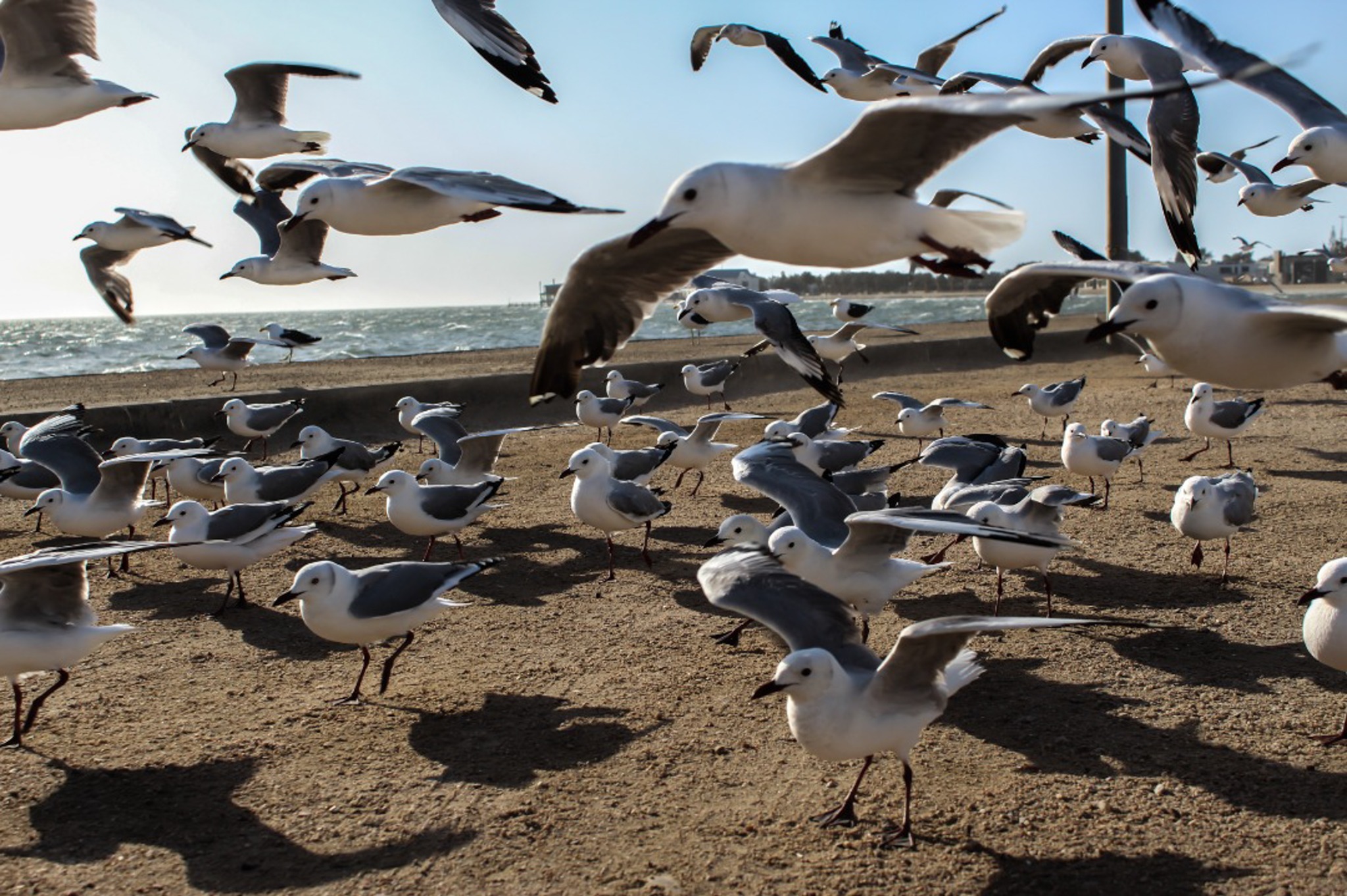 Seagulls at the lagoon