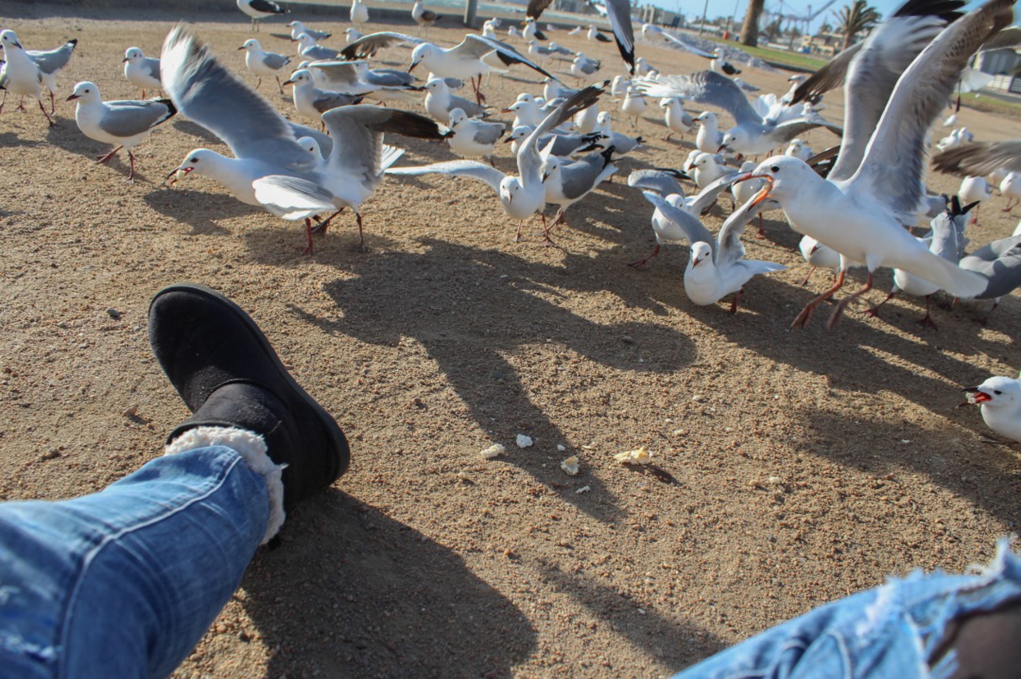 Feeding seagulls at the lagoon